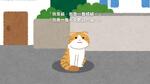 流浪貓椪柑