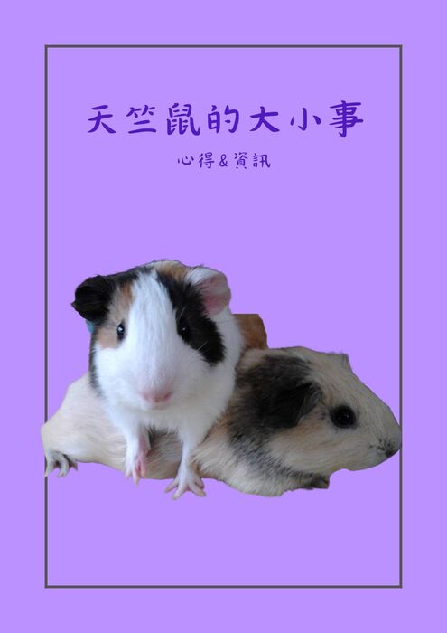 天竺鼠的大小事 (3) 天竺鼠的大小事 (3)