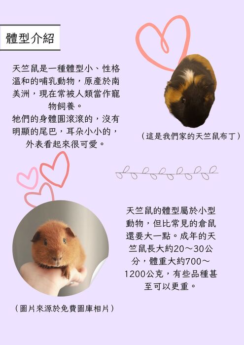 天竺鼠的大小事 (8) 天竺鼠的大小事 (8)