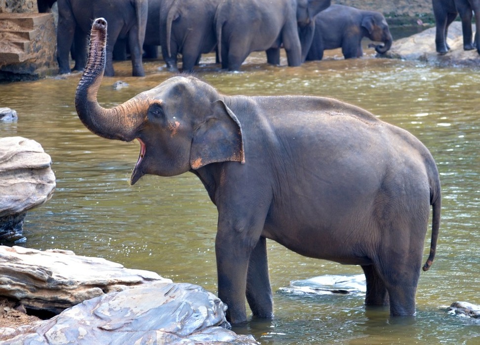 elephant-bath-266794_1280