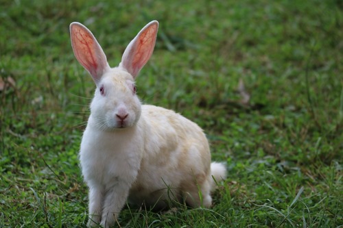 rabbit-2415967_1280