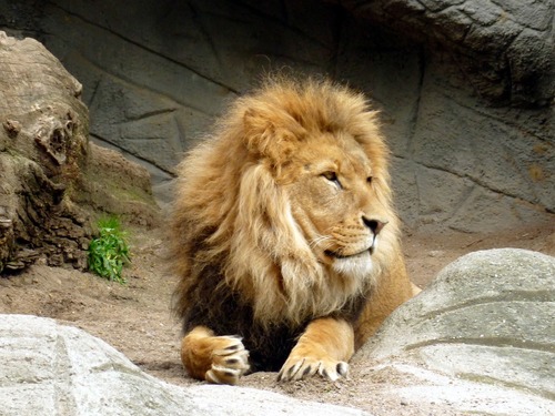 lion-1634655_1280