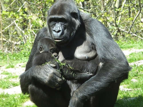 orang-utan-1385688_1280