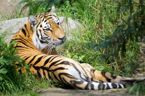 tiger-2790391_1280