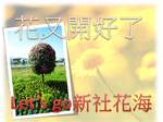 花又開好了-Let's go