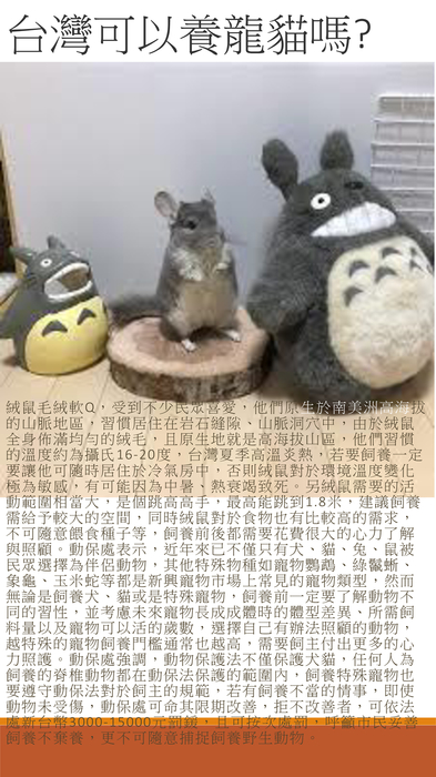 龍貓