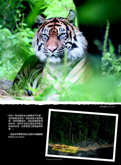 紙猛於虎報告書
