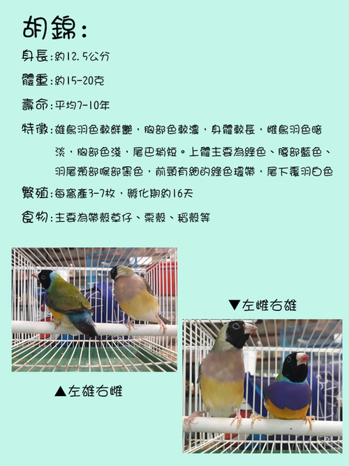 胡錦