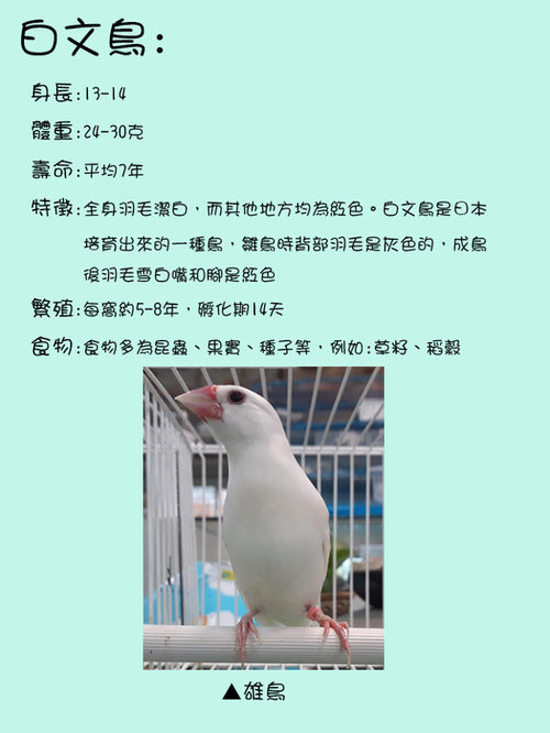 文鳥