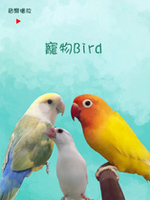 寵物Bird