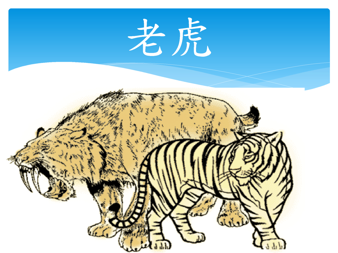 实拍一头巨大的东北虎，比旁边的非洲雄狮足足高出30cm，东北虎肩高不愧是猫科第一！_哔哩哔哩_bilibili