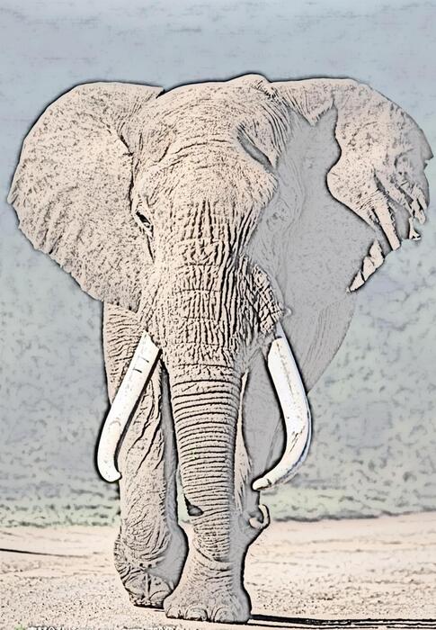 大象1