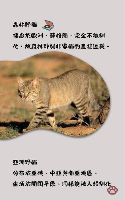 brown and yellow playful illustrative cat book cover