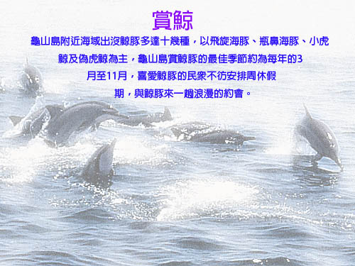 鯨魚