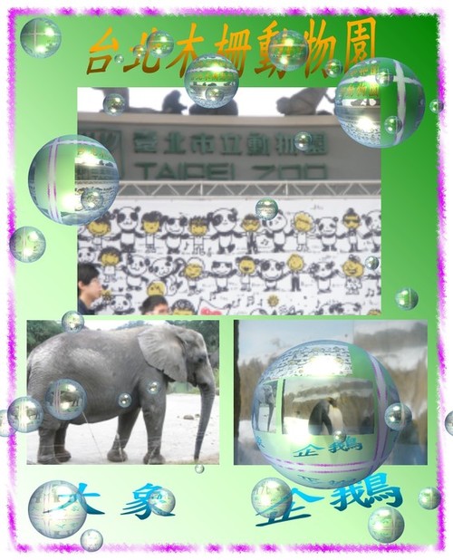 動物出沒!!!
-木柵動物園