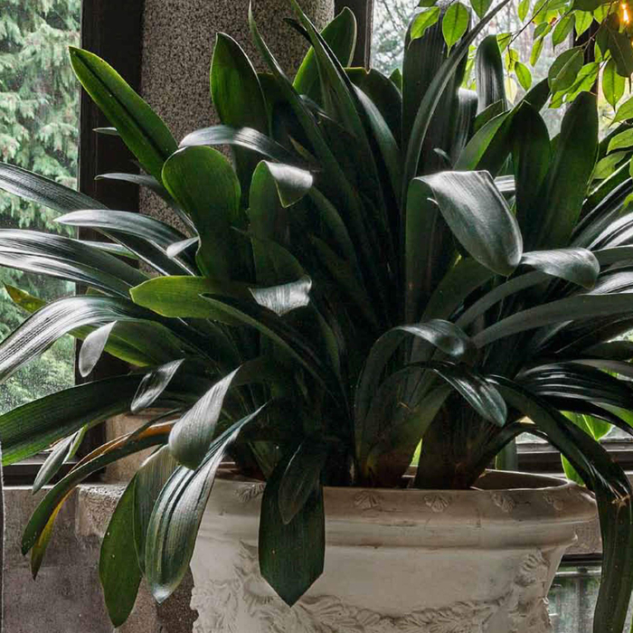 ss17 jardin secret catalogue(型錄)-all.compressed ss17 jardin secret catalogue(型錄)-all.compressed