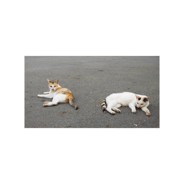 貓